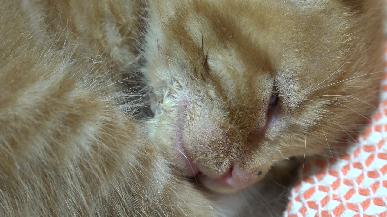 Close-up of an orange and white cat resting with its eye partly closed.
