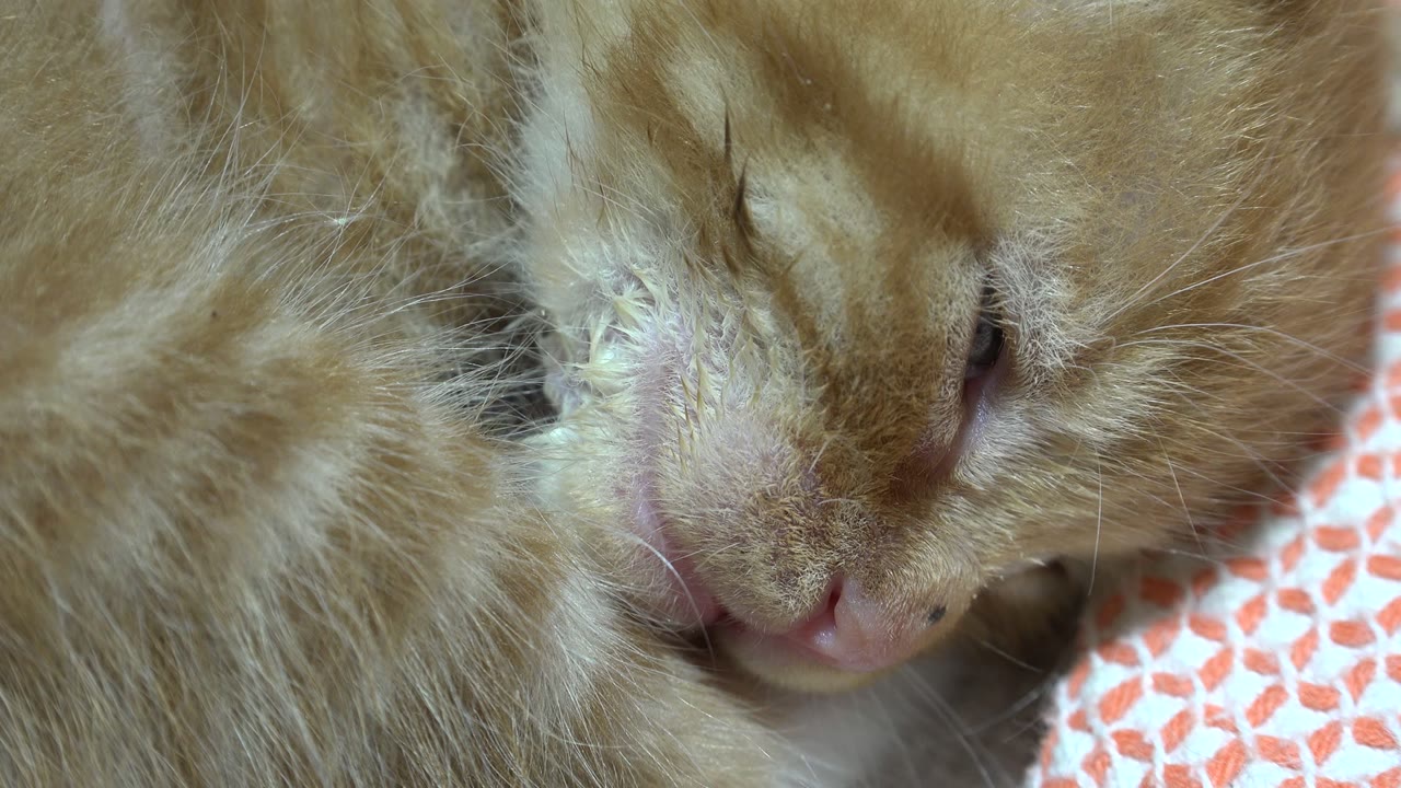 At 0:01, the cat's face remains tight in frame in Los Cabos, with the muzzle and nose near center, one sleepy eye visible, textured fur across the foreground, and no visible people.