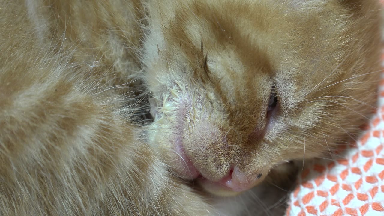 Close-up of an orange sleeping cat's face and fur.