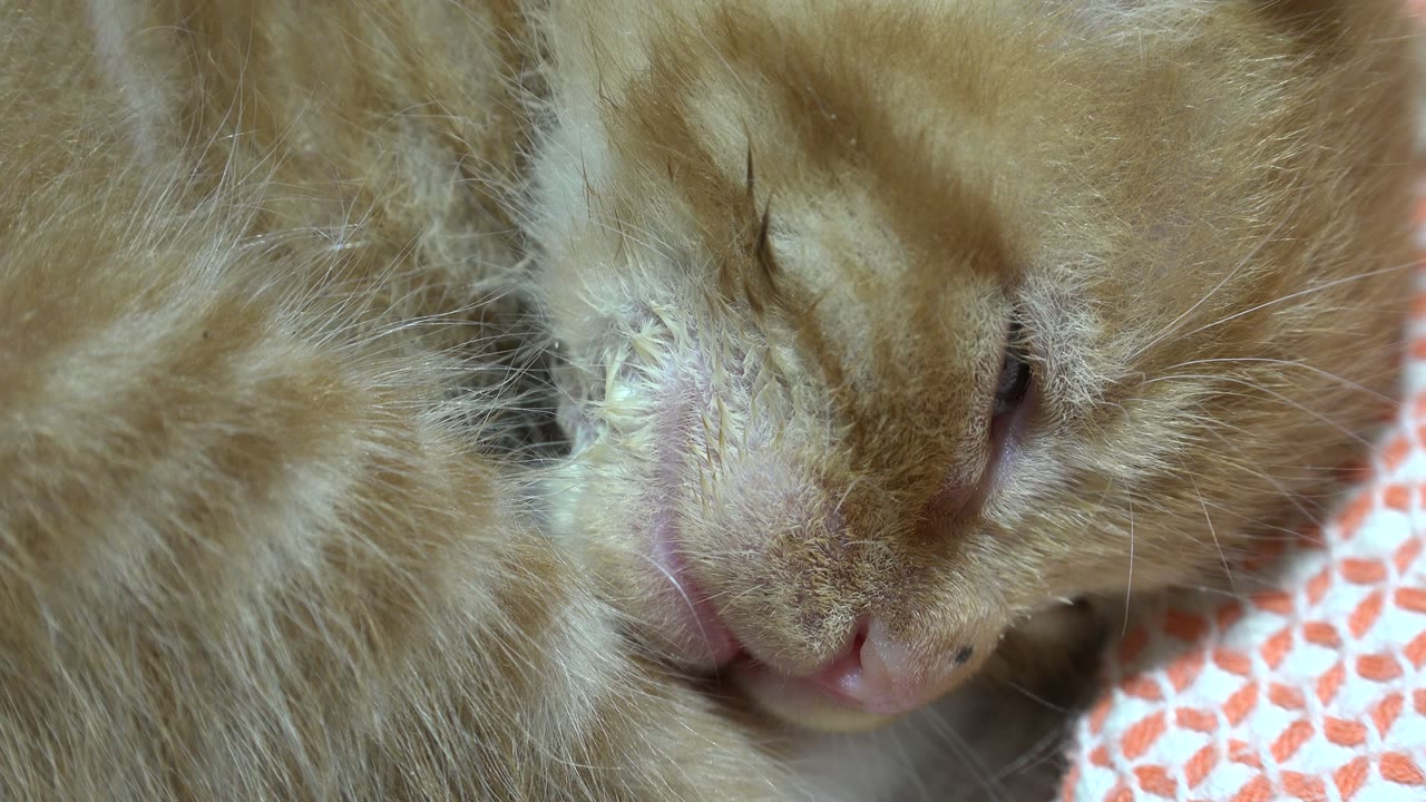 Close Los Cabos, Mexico frame of the sleeping orange cat's muzzle and cheek fur beside red-and-white patterned fabric, with no visible people.