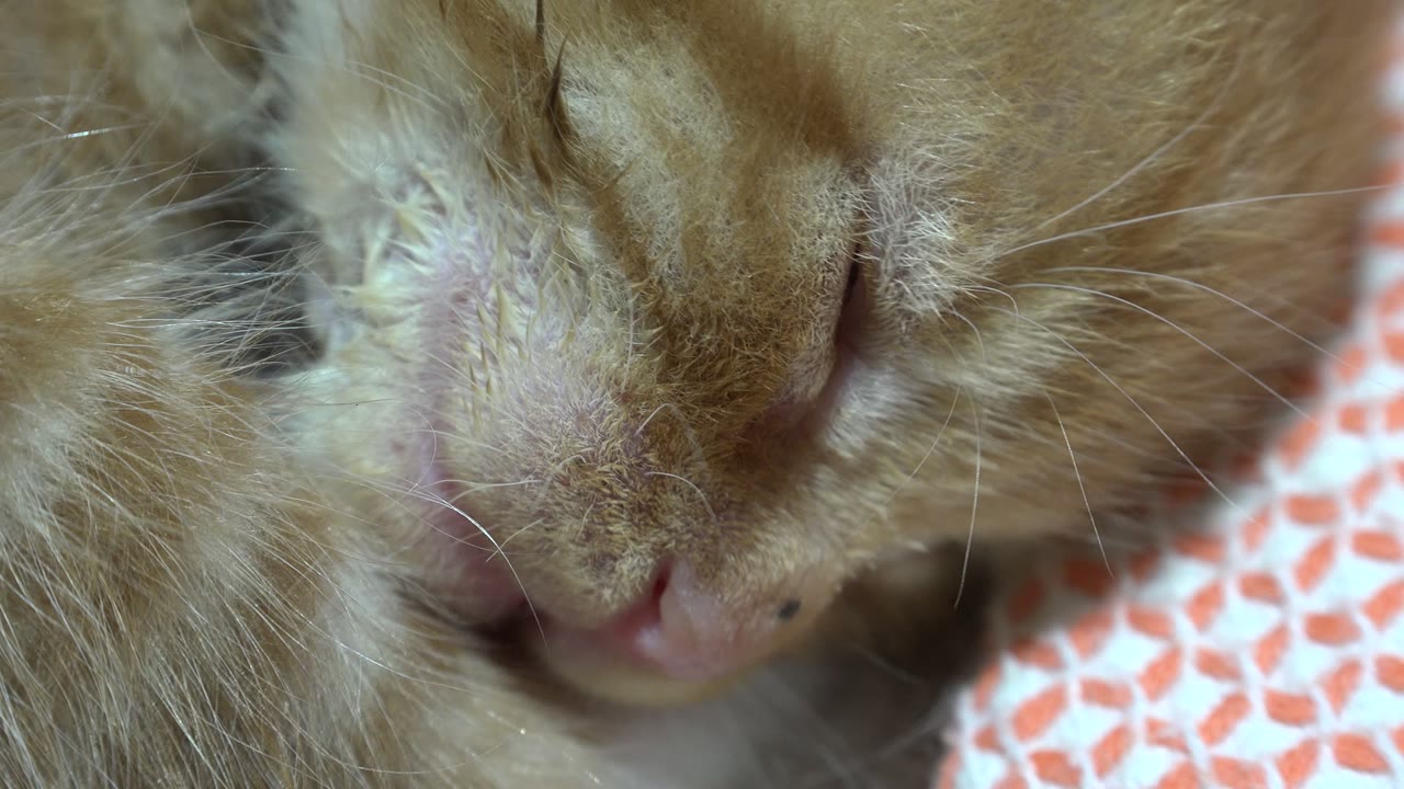 Extreme close-up of a brown and orange striped cat resting in Los Cabos, Mexico, with one eye nearly closed, pale whiskers, a pink nose, patterned orange fabric, and no visible people.