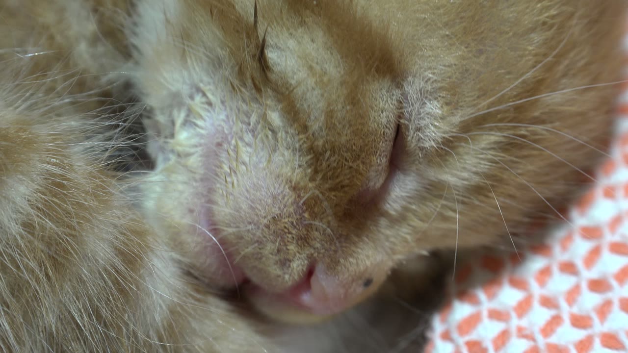 Close view of the resting cat in Los Cabos, Mexico, with the nose angled slightly lower in frame, one eye narrowed, whiskers crossing the right side, and no visible people.