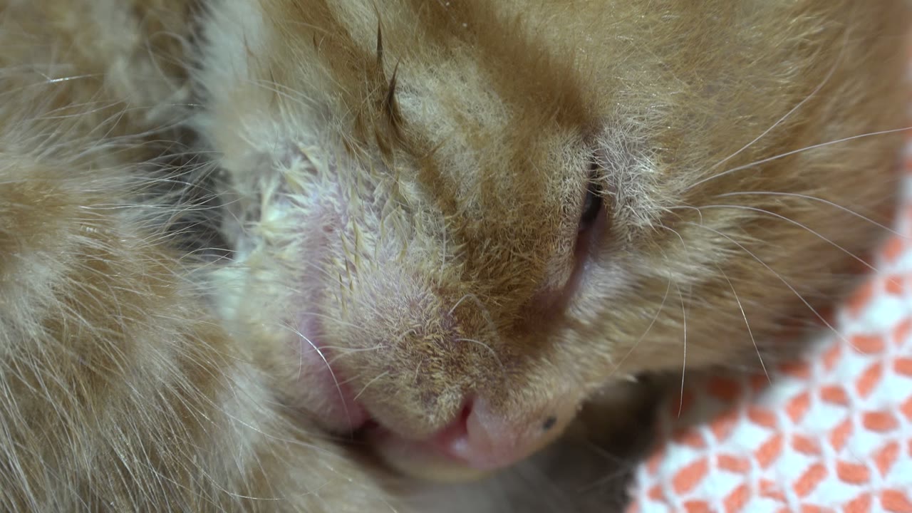 Close-up of a sleeping orange tabby kitten's face.