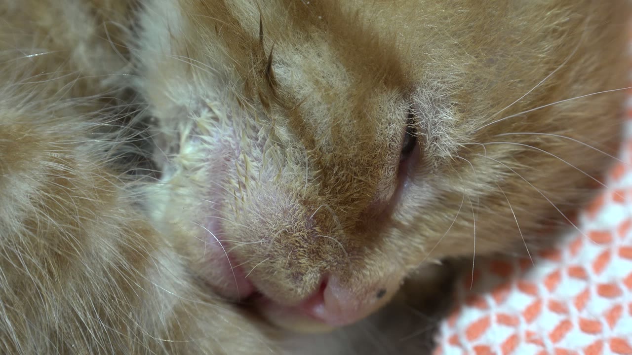 Close view of the sleeping tabby kitten in Los Cabos, Mexico, with the nose centered lower in frame, one closed eye visible, pale whiskers, and orange-and-white fabric behind it, with no visible people.
