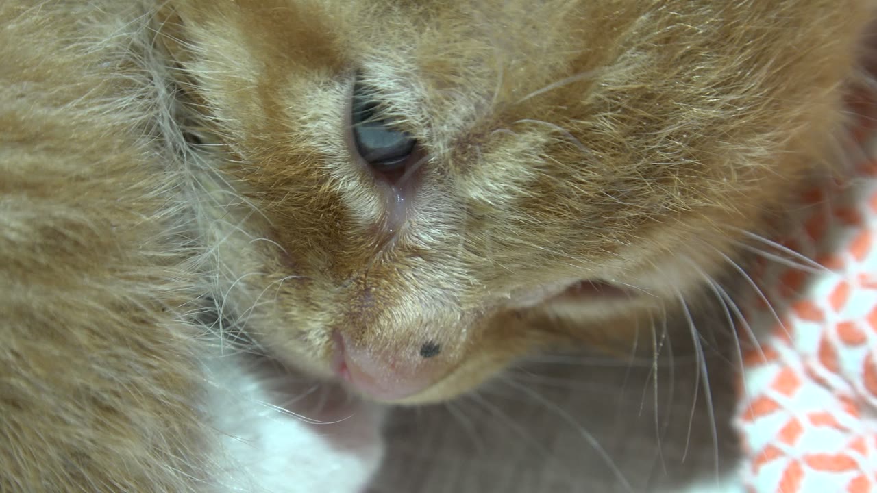 Close-up of an orange tabby kitten licking a white paw.