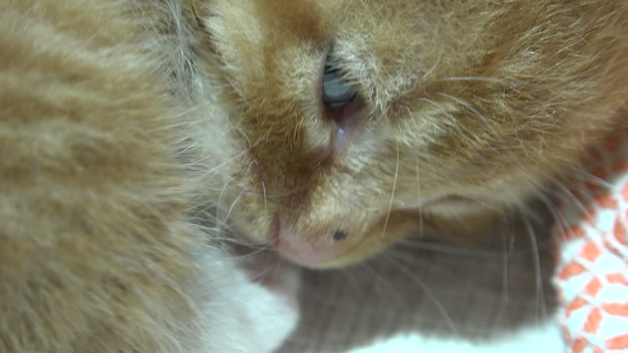 At one second, the Los Cabos kitten's nose sits closer to the white paw, with fur and whiskers filling most of the frame and no visible people.