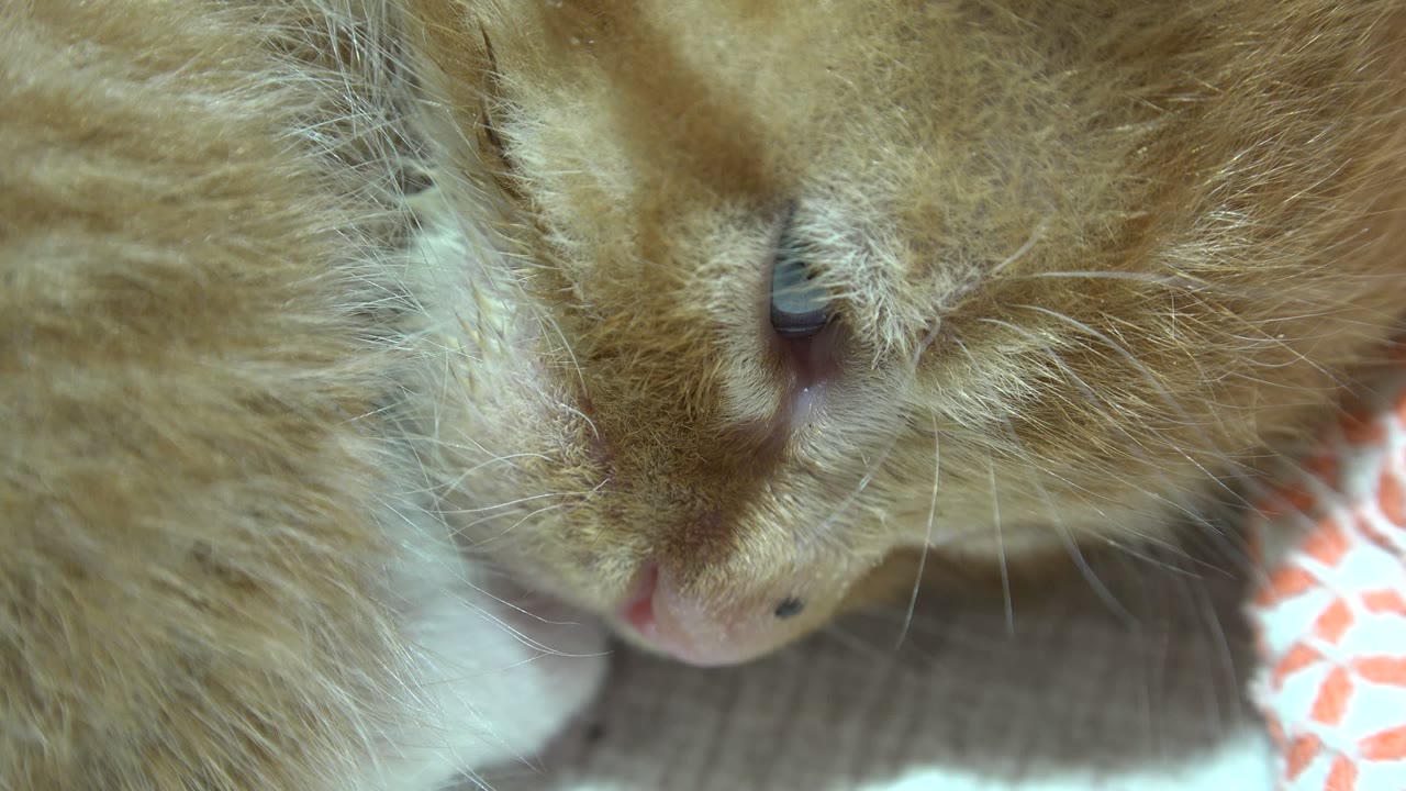 A sleepy brown and white kitten rests in close-up in Los Cabos, Mexico footage, with one eye partly closed and no visible people.