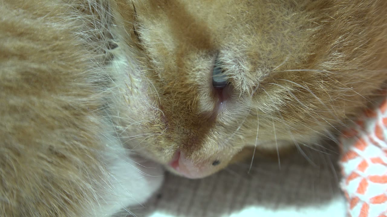 Tight view of the kitten's closed eye, nose, and whiskers.