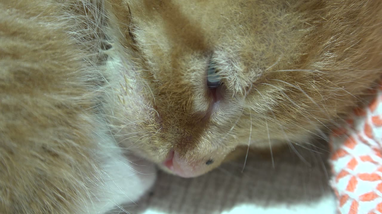 A close Los Cabos, Mexico frame shows the kitten's face pressed low, with soft fur detail, patterned fabric at right, and no visible people.