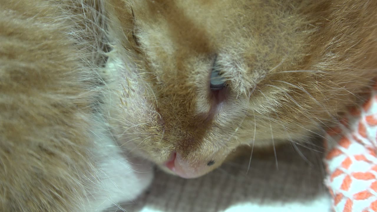 Brown kitten napping in extreme close-up under soft daylight.