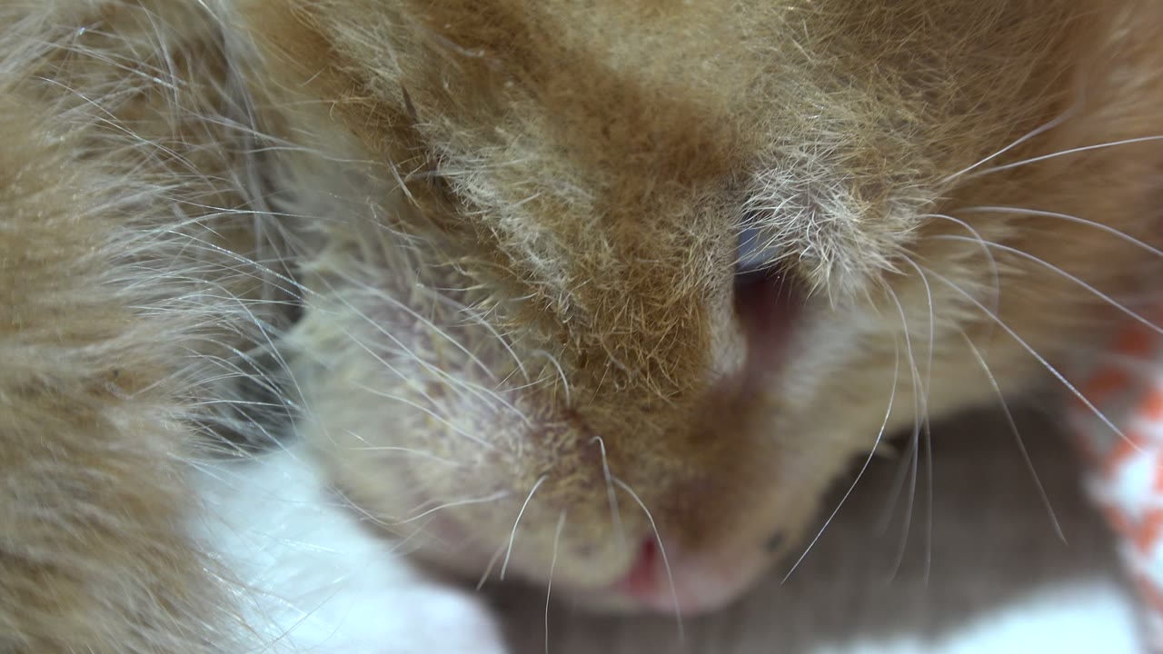 Extreme close-up of tan animal fur, whiskers, and a pink nose.
