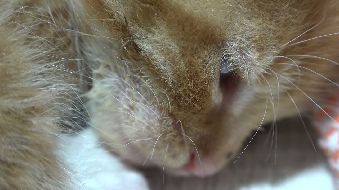 At 0:01, the Los Cabos Mexico clip stays tight on the animal's muzzle, with the pink nose low in frame and no visible people.