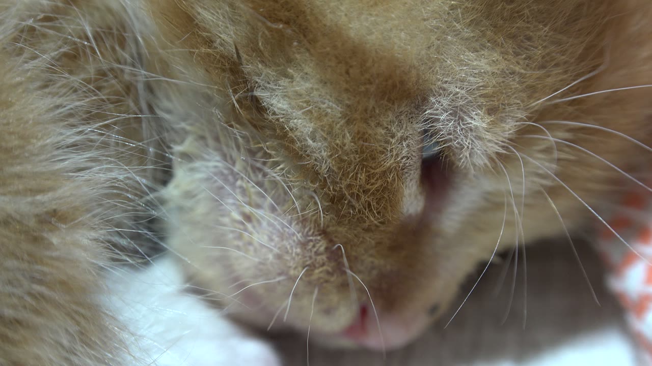 At 0:00, an orange kitten's nose, whiskers, and fur fill the Los Cabos, Mexico frame, with a white blanket below and no visible people.