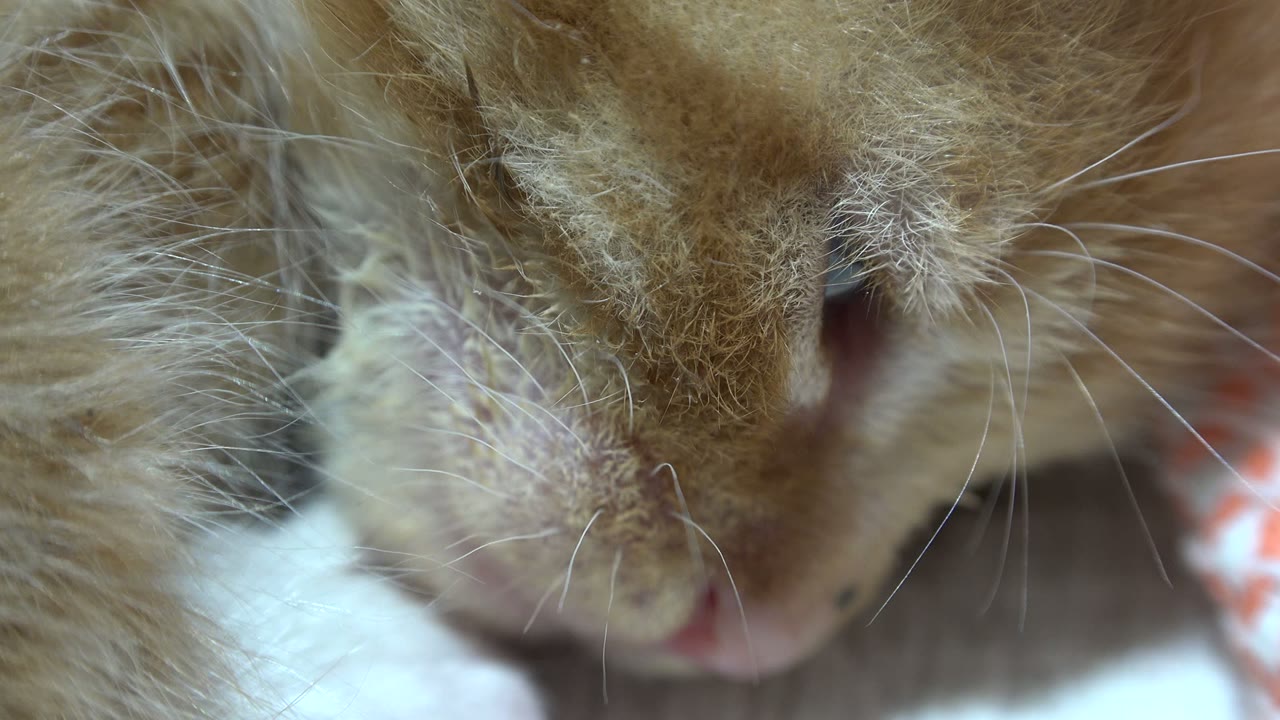 Tight view of an orange kitten's muzzle and whiskers.