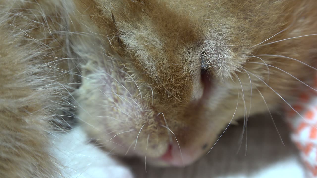 At 0:02, the kitten remains in an extreme close-up in Los Cabos, Mexico, with whiskers crossing the frame and no visible people.
