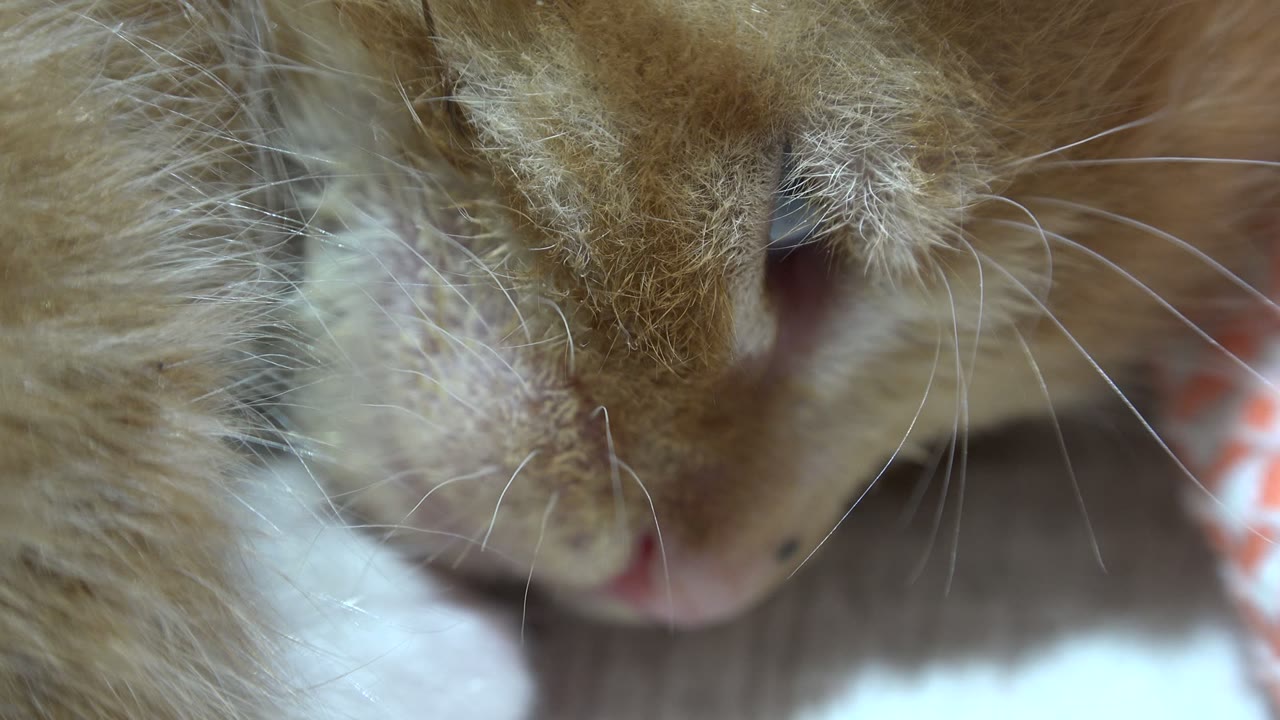 Extreme close-up of a small orange and white kitten resting in Los Cabos, Mexico, with whiskers crossing the frame and no visible people.