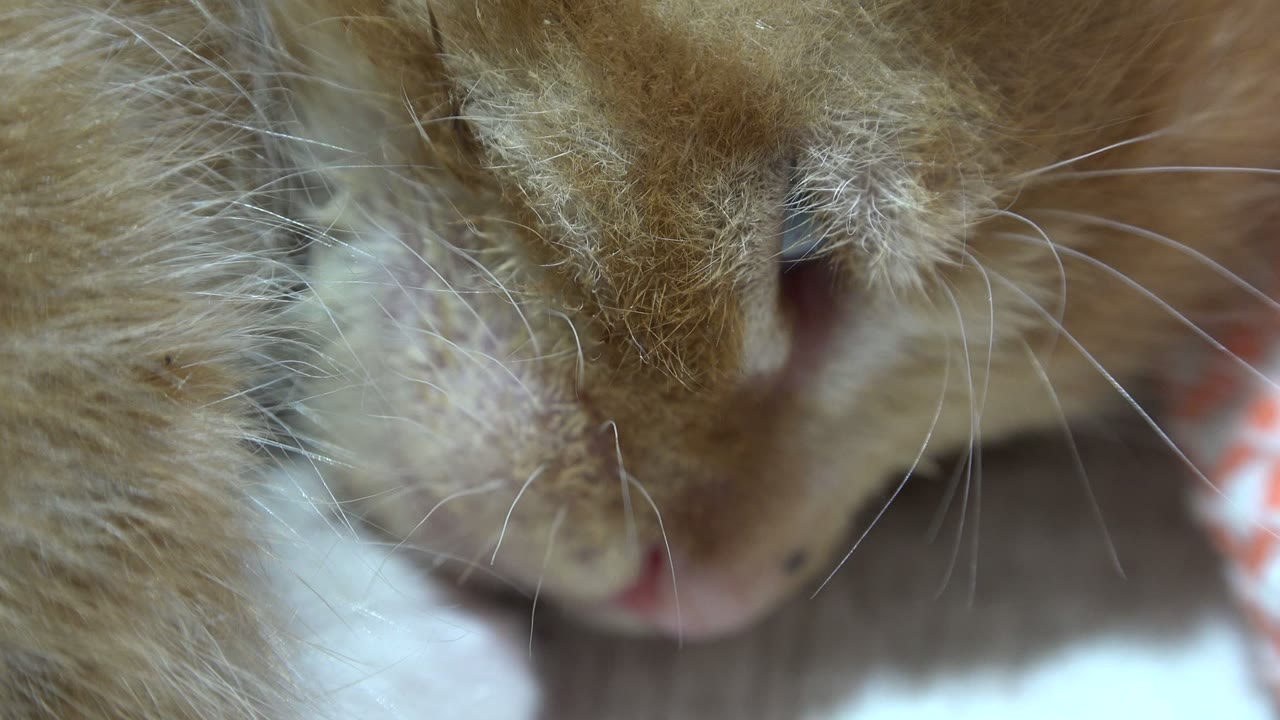 Sleeping kitten face fills the frame with whiskers in focus.