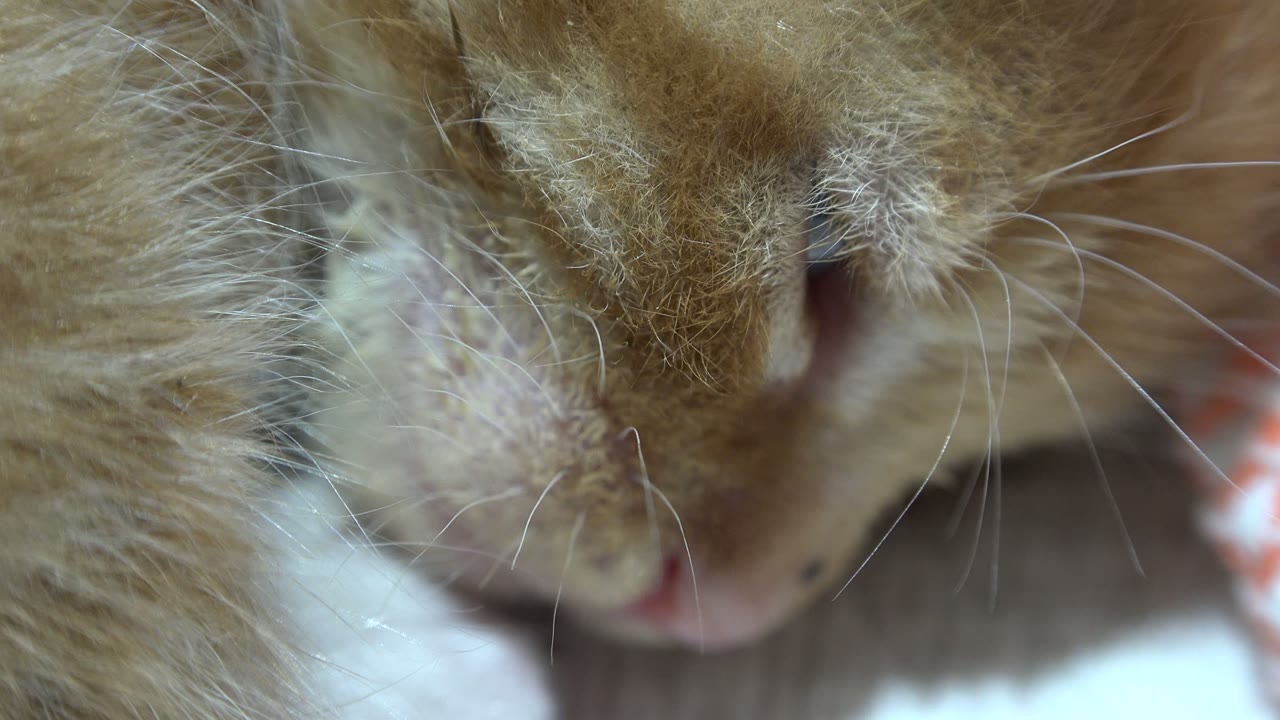 A close Los Cabos, Mexico frame isolates the kitten's closed eye, muzzle, and layered orange fur, with no visible people.