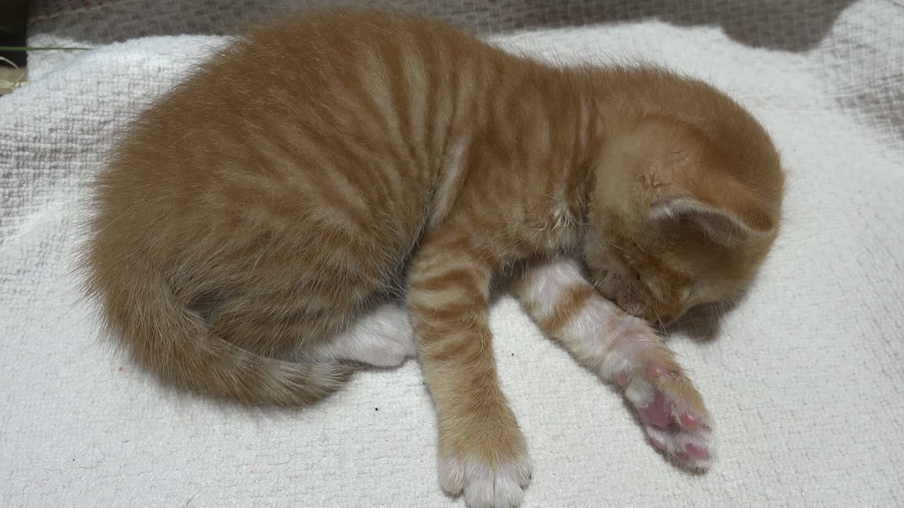 Orange tabby kitten curled on a pale blanket with one paw extended.
