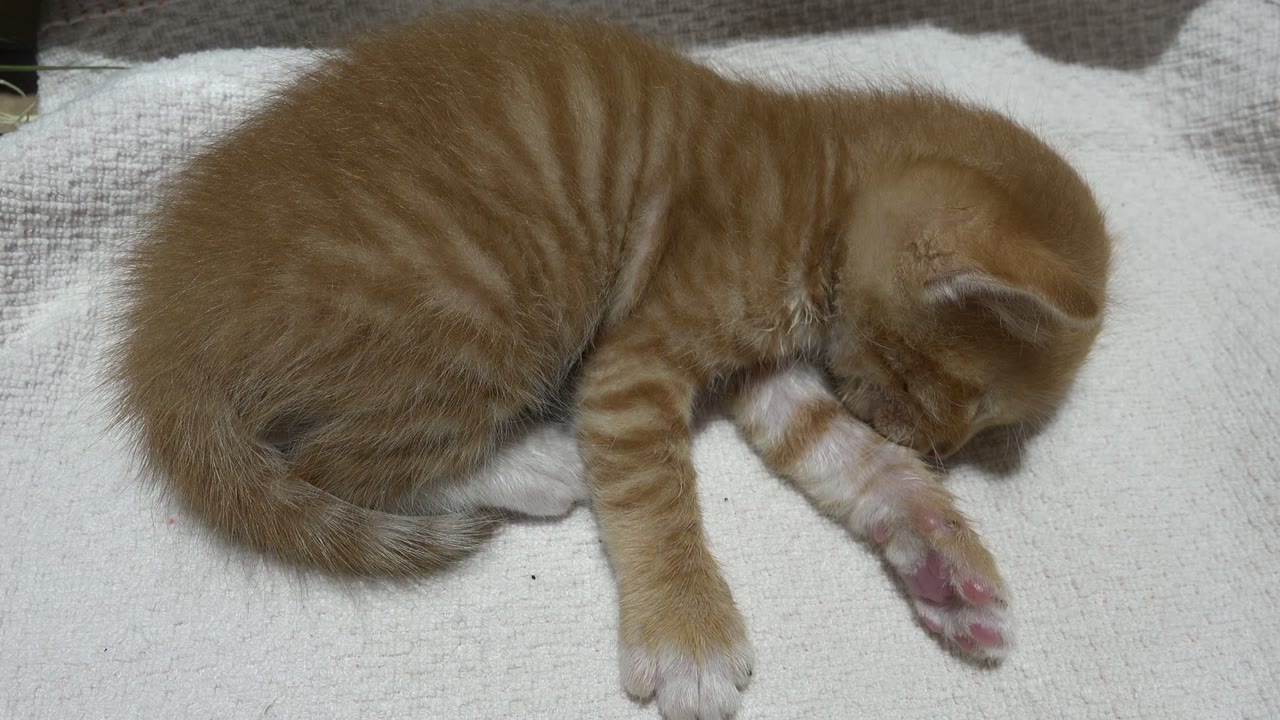 At 0:01, the orange tabby kitten remains curled on the light blanket in Los Cabos, Mexico, with its head tucked down near its front paw and no visible people.