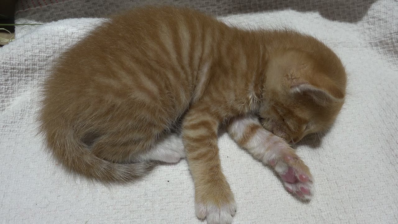 A ginger tabby kitten lies curled on a light towel in Los Cabos, Mexico, with one foreleg extended and no visible people.