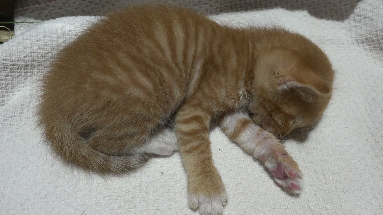 The kitten remains asleep on the textured towel in Los Cabos, Mexico, with pink paw pads facing the camera and no visible people.