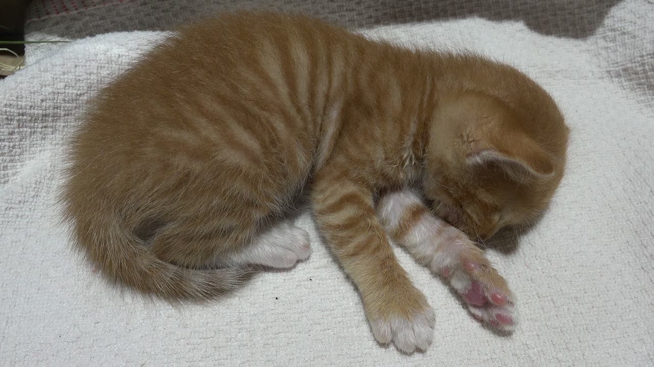 A tiny orange and white striped kitten lies curled on a pale textured towel in Los Cabos, Mexico, with its head lowered and no visible people.