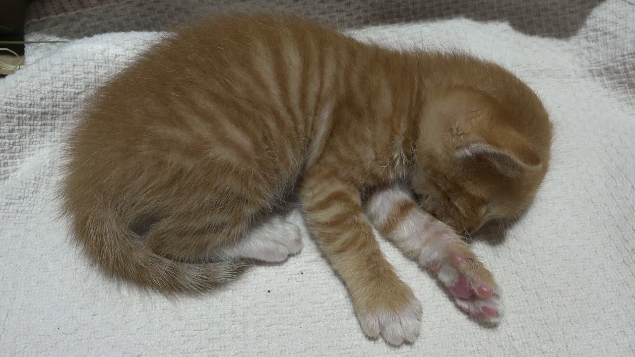 The kitten remains low on the pale towel, with its orange striped back and white front paws visible, and no visible people in the frame.