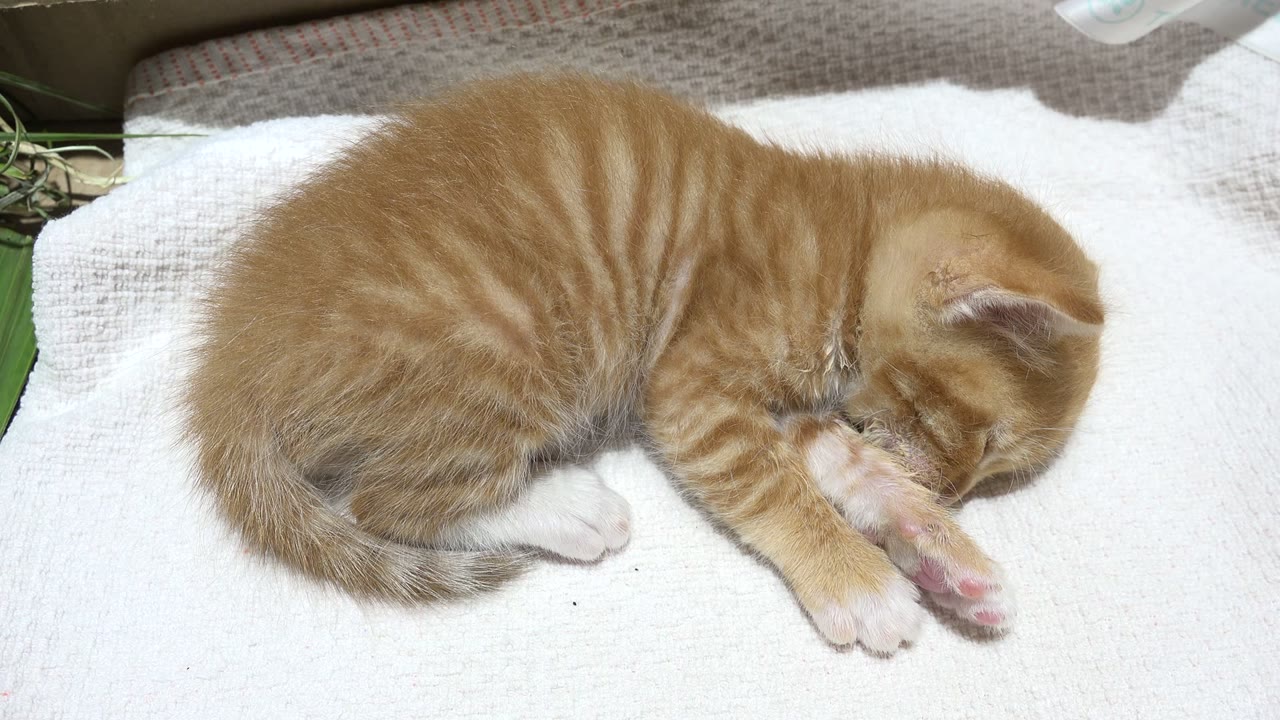 At the start of the Los Cabos clip, an orange tabby kitten sleeps curled on a white blanket with its front paw tucked near its face and no visible people.
