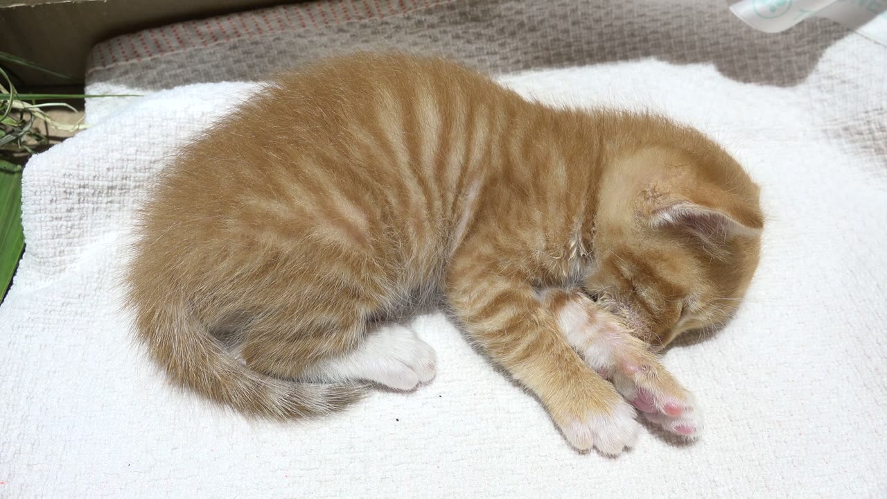 One second into the Los Cabos footage, the orange tabby remains curled on the white blanket, with striped back fur and a small white rear paw visible, no visible people.