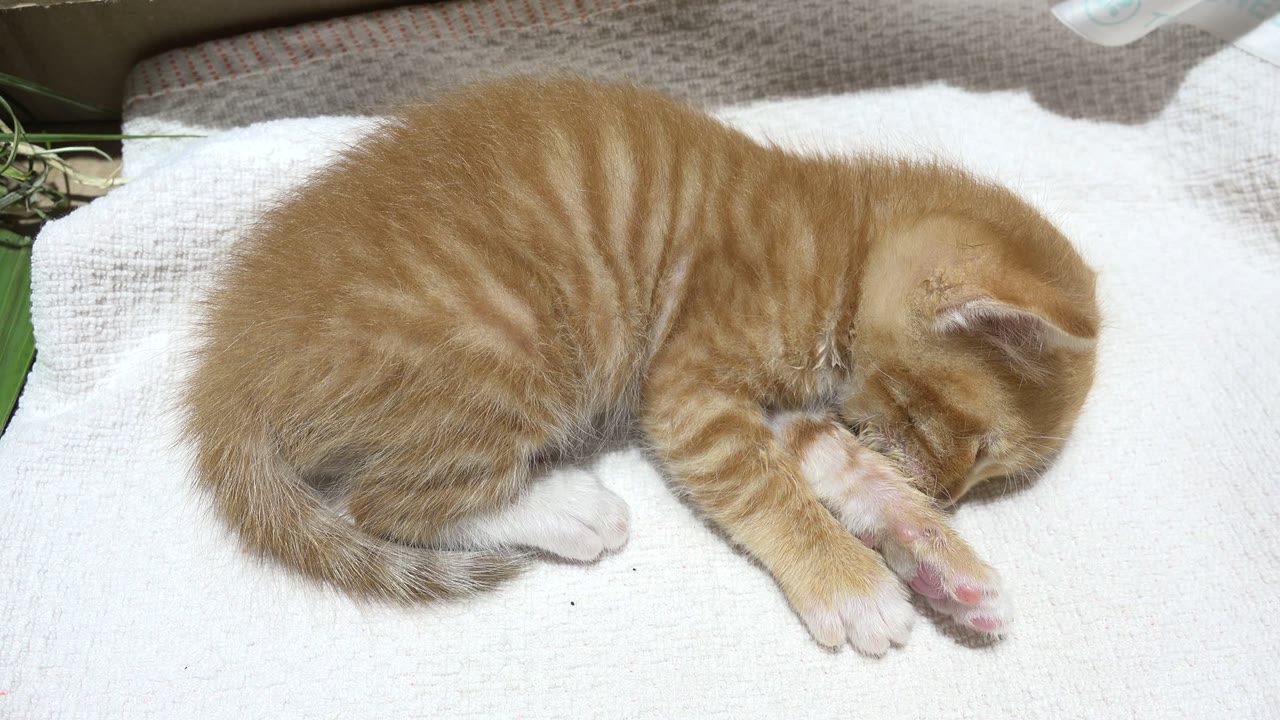 At 0:00, a brown tabby cat curls tightly on a white towel in Los Cabos, Mexico, with its head tucked near its paws and no visible people.