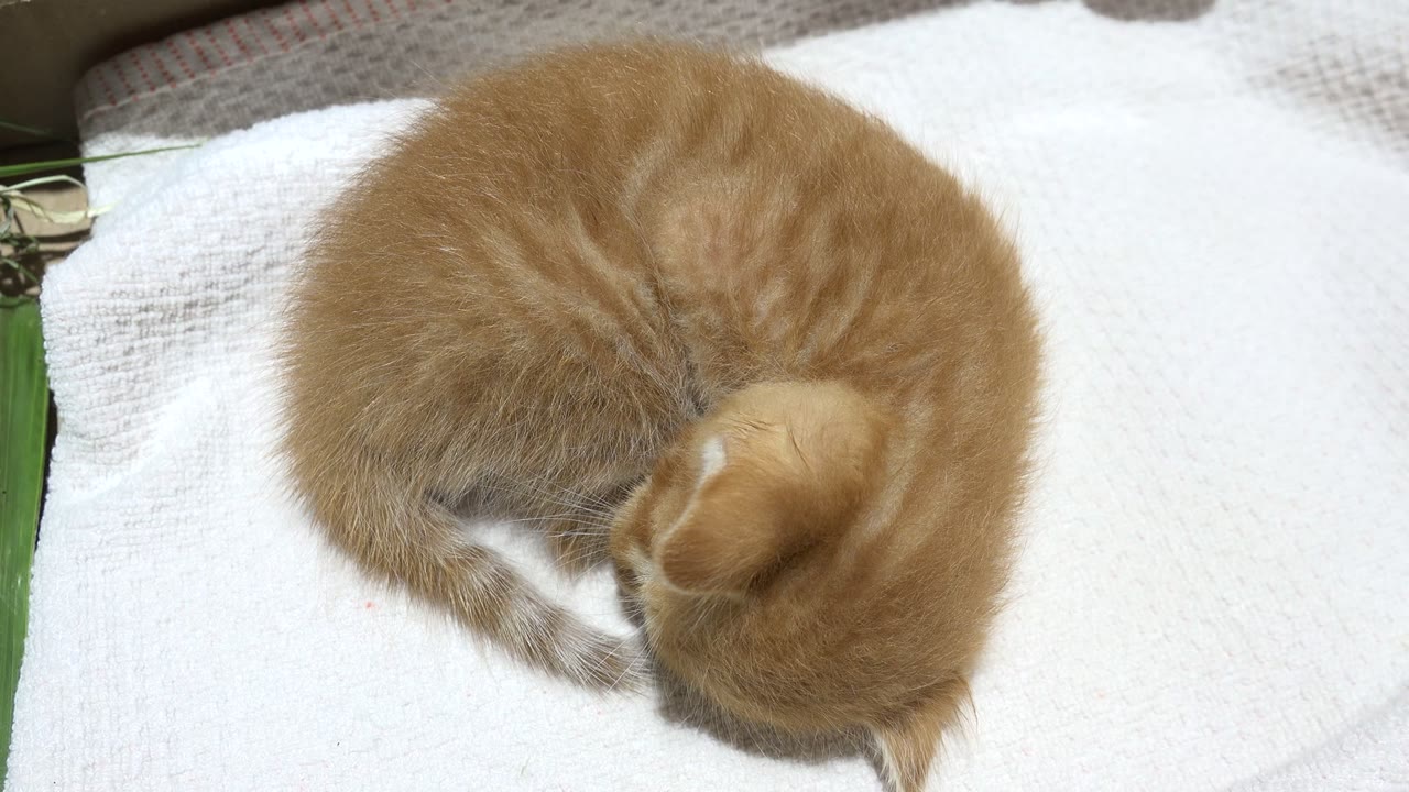 At 0:00, a tiny orange tabby kitten lies curled on a white towel in Los Cabos, Mexico, with no visible people.