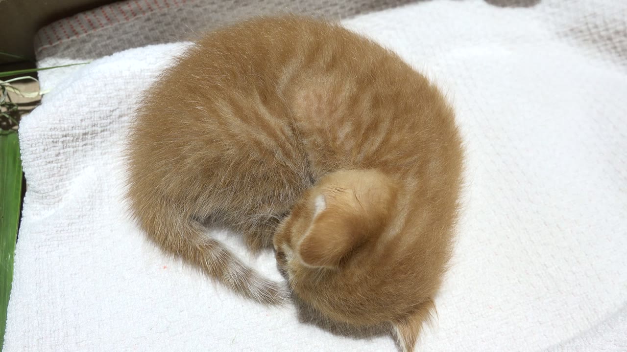 At 0:01, the orange kitten remains curled on the white towel, head tucked toward its body, with no visible people.