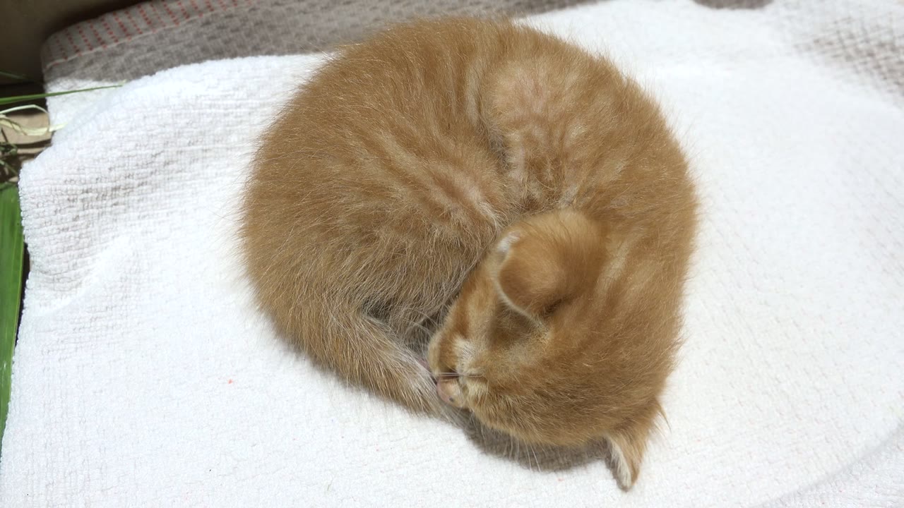 Orange kitten curled on a white towel cleaning its tail.