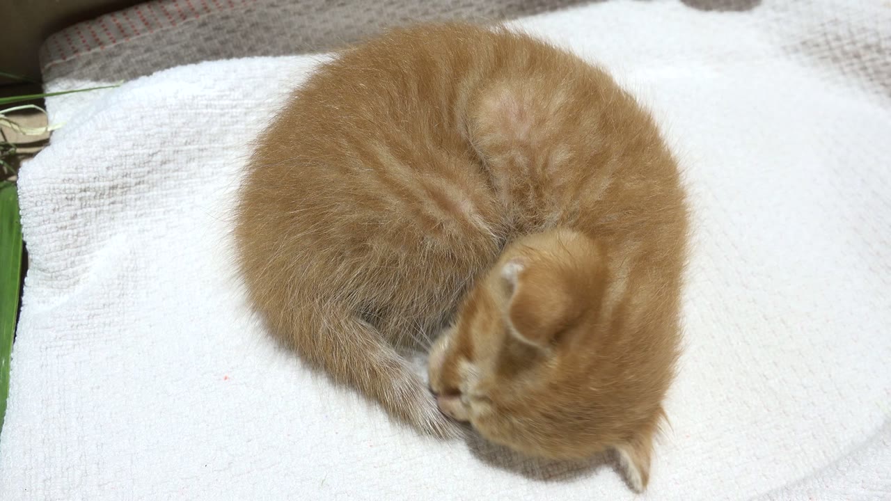 One second into the Los Cabos, Mexico footage, the kitten remains curled on the white towel, head tucked lower toward its tail, with no visible people.