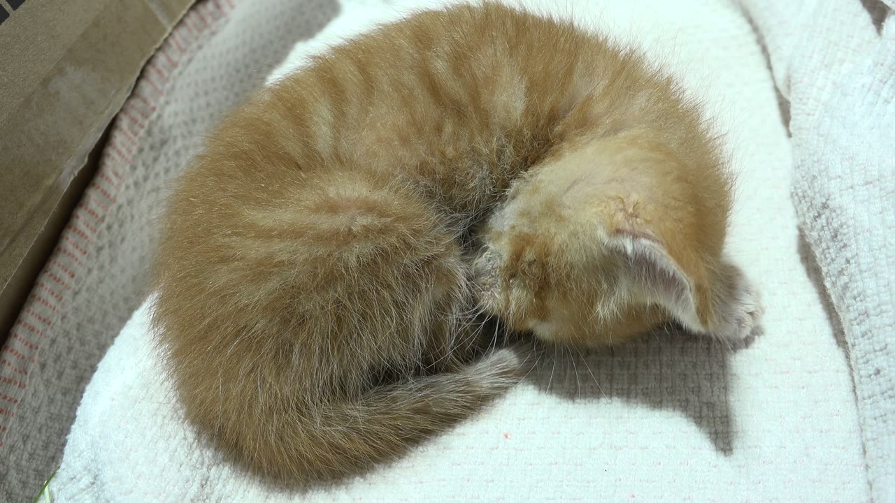 Small orange kitten curled on pale bedding