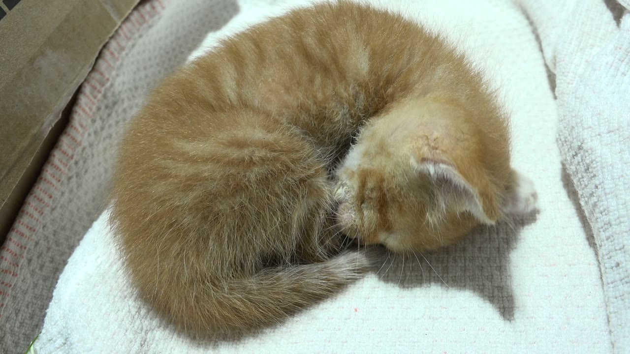 Orange kitten remains curled on pale bedding in Los Cabos, Mexico, with its tail stretched closer to its face and no visible people.