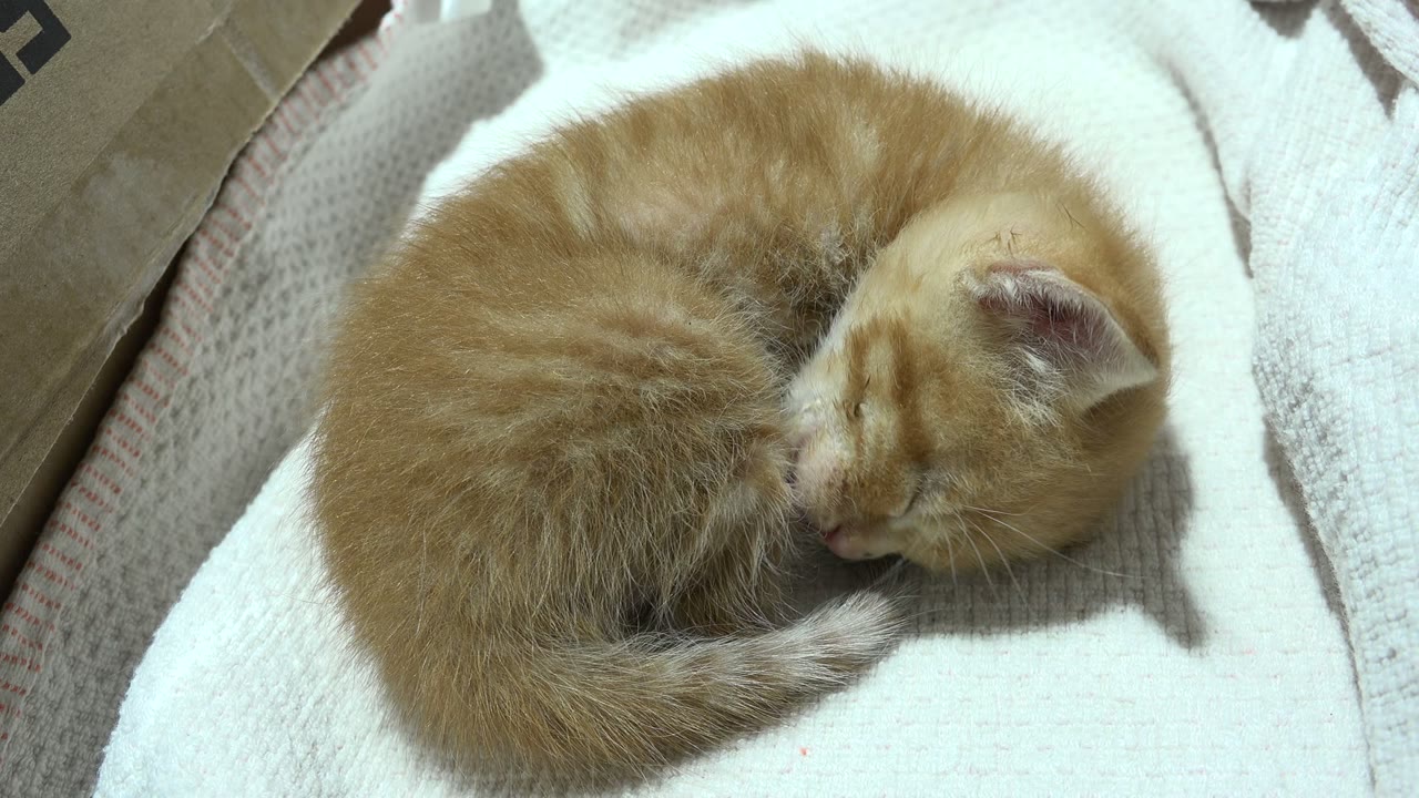 Orange kitten curled on a white towel in sunlight.