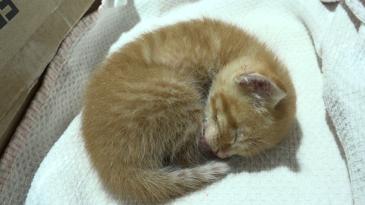 At 0:01, the curled orange kitten lowers its head near its tail on the white towel in Los Cabos, Mexico, with no visible people.