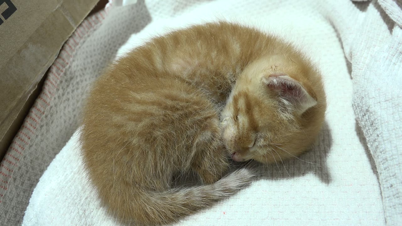 Yellow kitten curled on a white cloth.