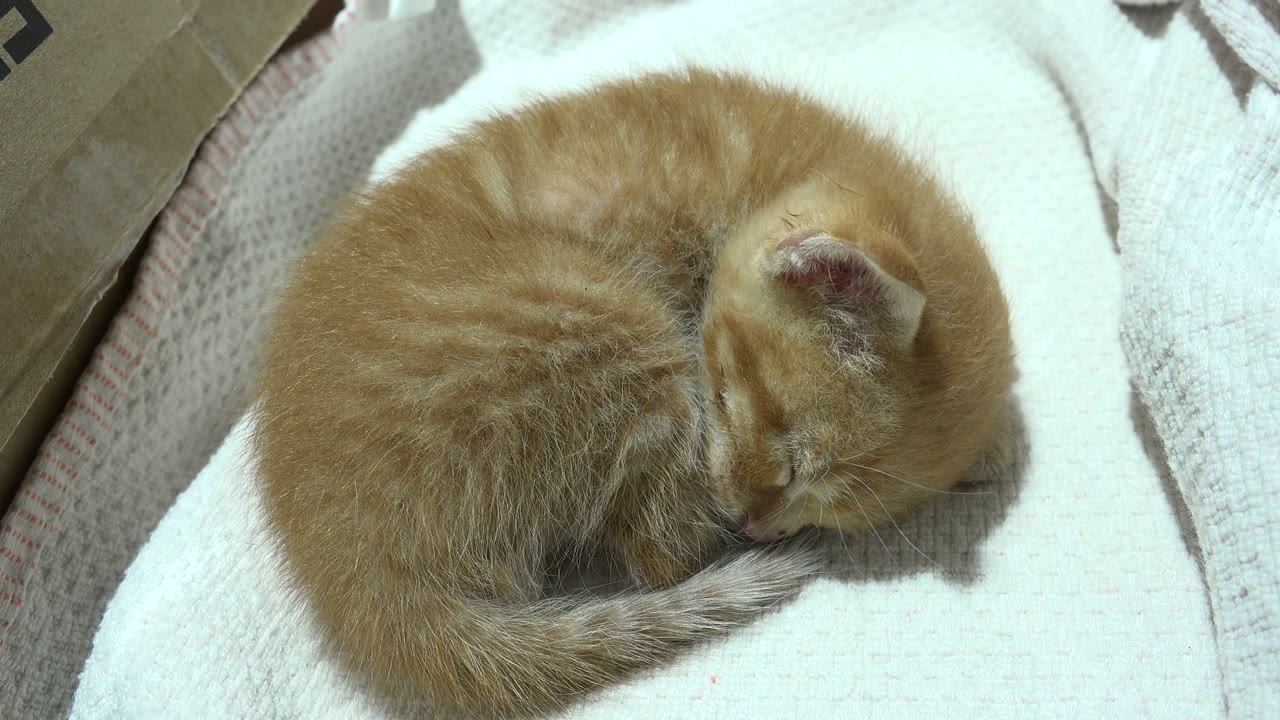 At 0:01, the yellow kitten keeps its head low against its body on the white cloth, with cardboard edges still visible and no visible people.