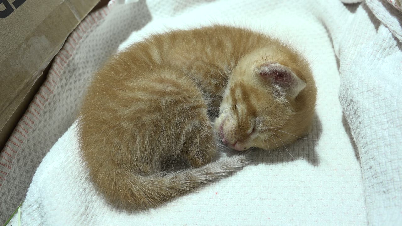 At 0:00, a small orange tabby cat sleeps curled on a white blanket in Los Cabos, Mexico, with no visible people.