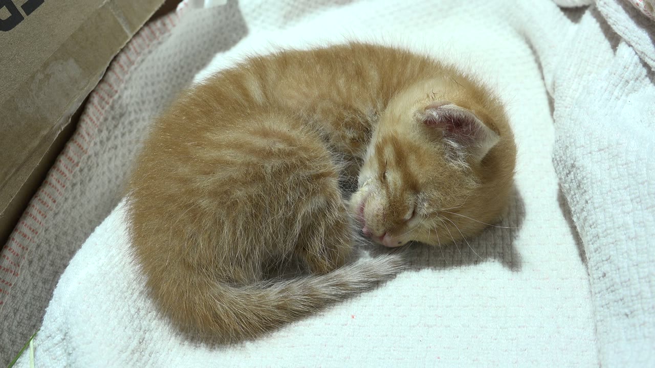 Orange tabby cat asleep with its tail wrapped along the blanket.