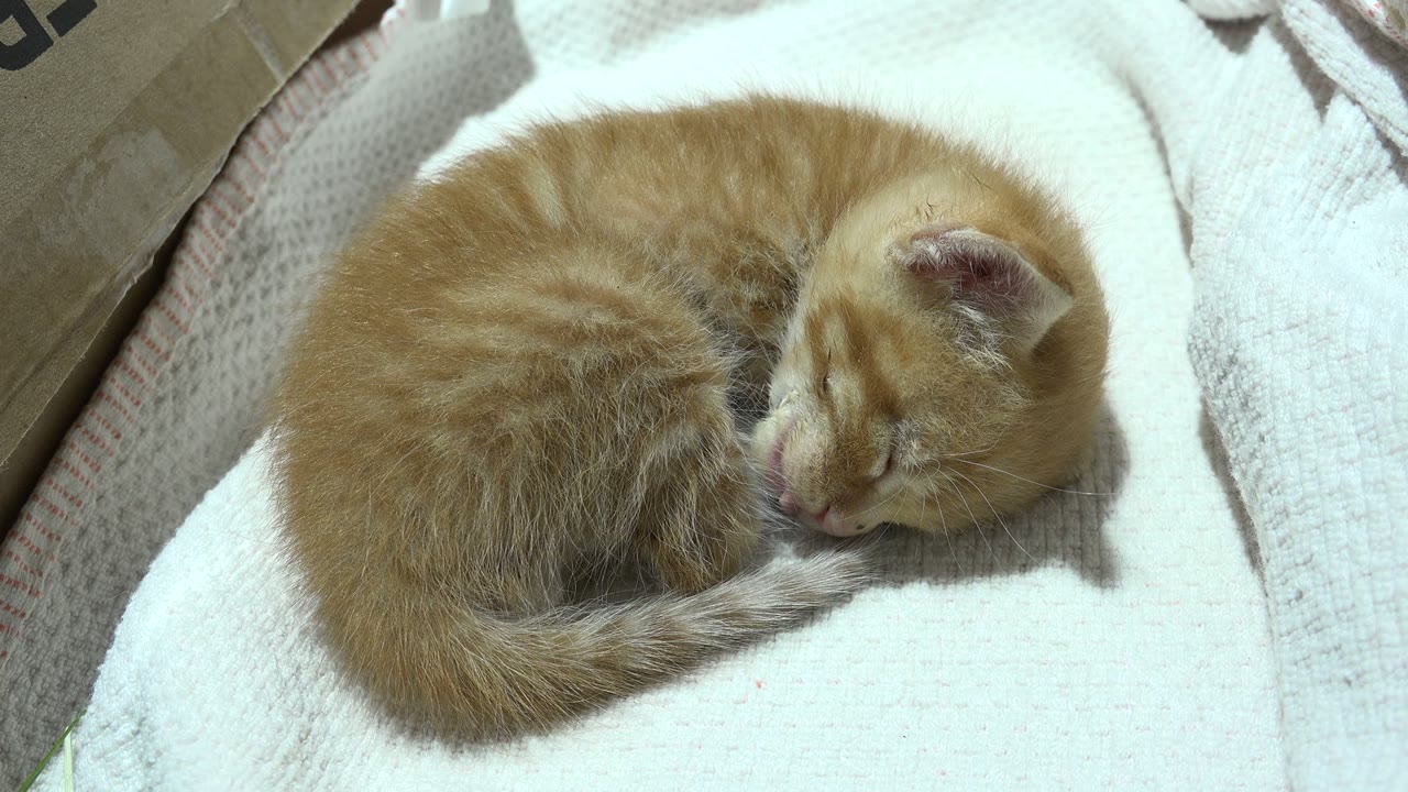 At 0:02, the cat's closed eyes and folded ear are visible as it sleeps on the white blanket in Los Cabos, Mexico, with no visible people.