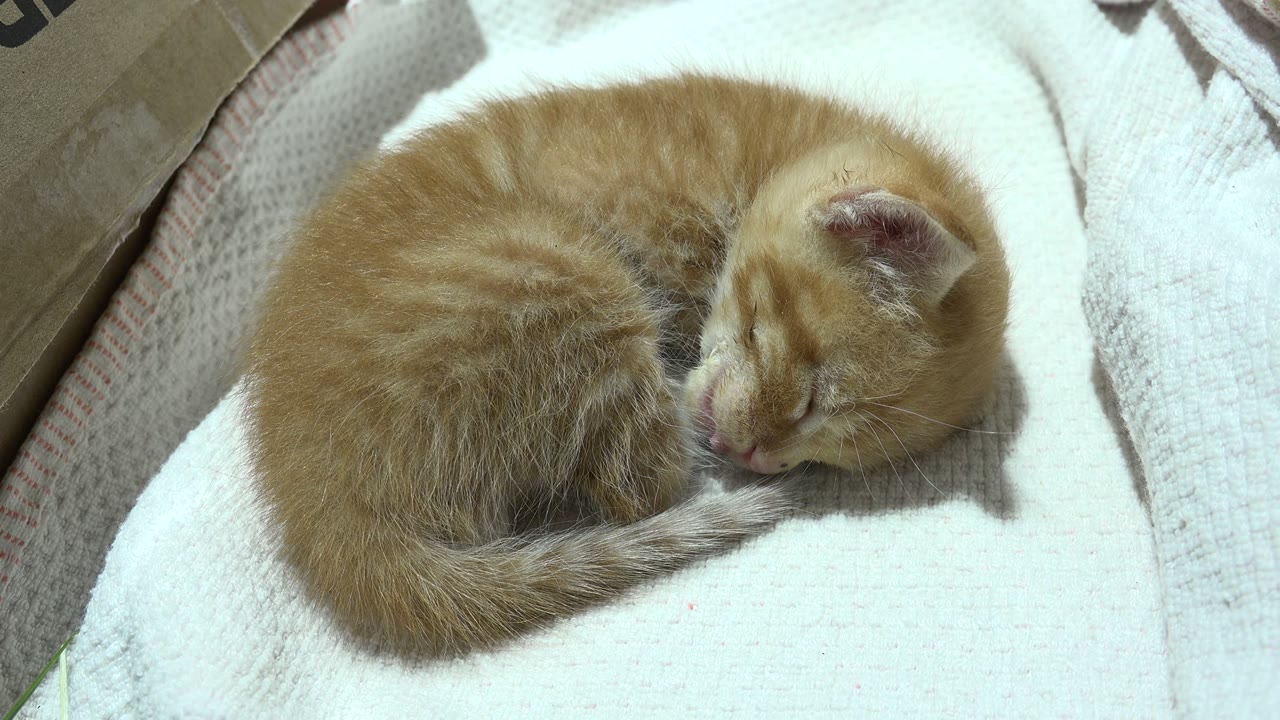 At 0:00, a honey-colored kitten sleeps curled on white sheets in Los Cabos, Mexico, with its tail wrapped forward and no visible people.