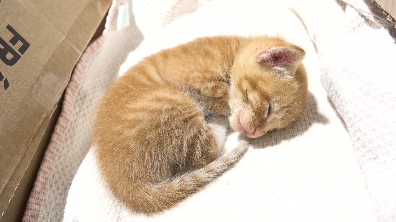 At the opening moment in Los Cabos, Mexico, a ginger kitten sleeps curled on a white towel inside a cardboard box, with bright light across the bedding and no visible people.