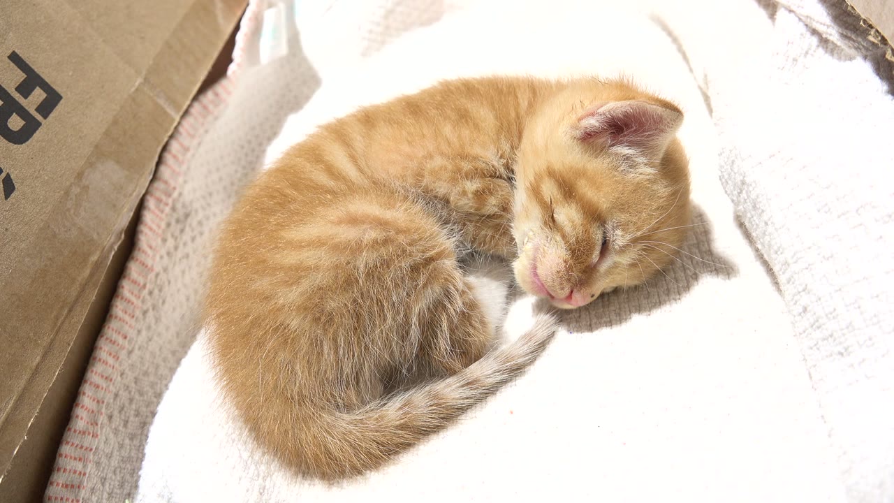 One second into the Los Cabos, Mexico clip, the kitten remains asleep with its tail curved toward its face, framed by white fabric and the cardboard side, with no visible people.