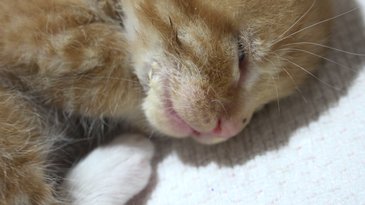 Close-up of an orange cat sleeping with a white paw on a pale surface.