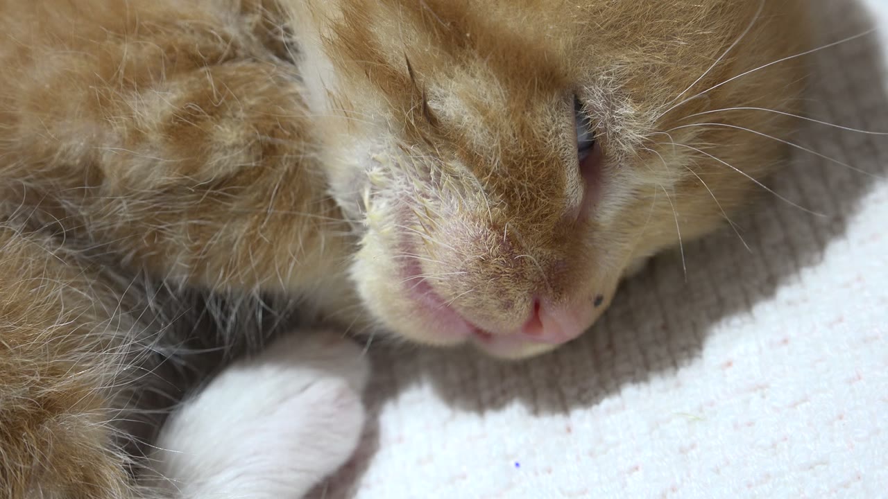 At 0:01, the close Los Cabos, Mexico frame centers the cat's pink nose, closed eye area, orange fur, and white paw, with no visible people.
