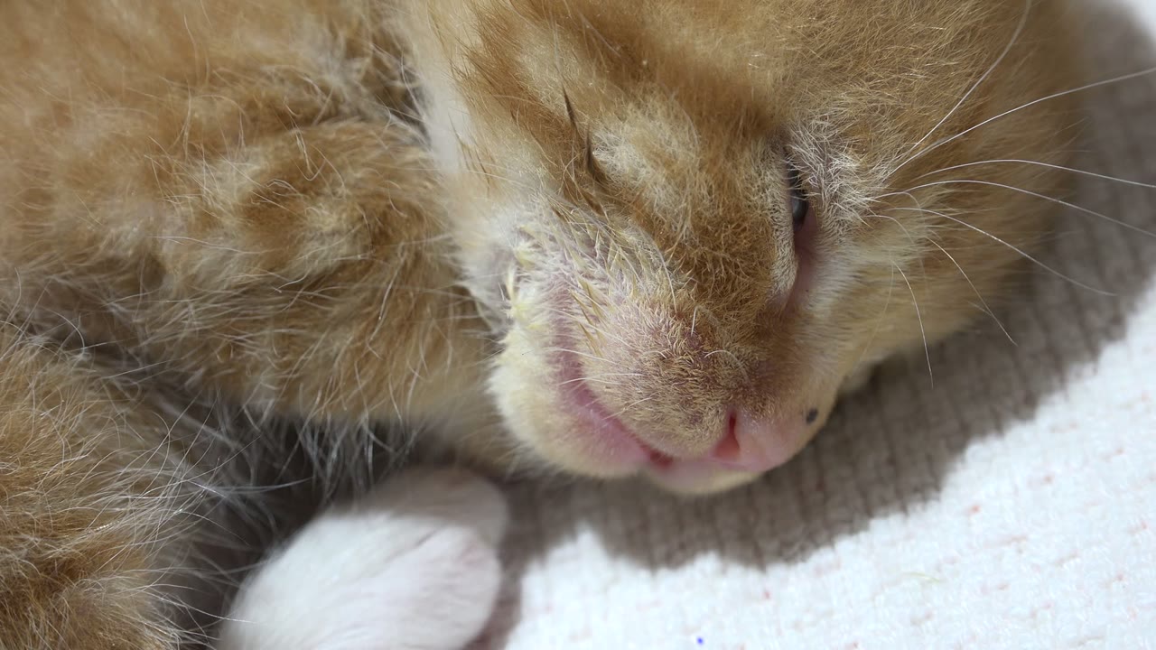 Brown cat sleeping close-up on pale fabric